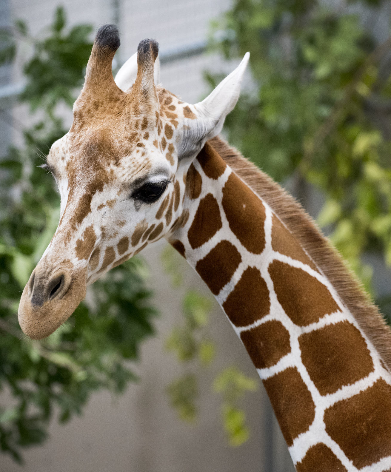 New Zoo Giraffe, 9.4.18